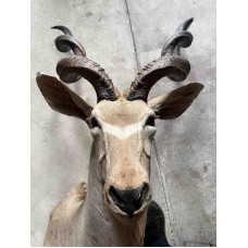 Kudu Kopf