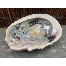 Abalone - Perlamoen - Aliotis Midae