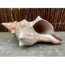 Trapezium Horse Conch